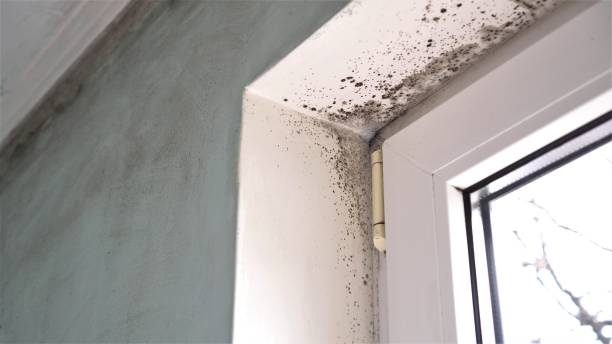 Mold Remediation for Rental Properties in Cornelius, NC