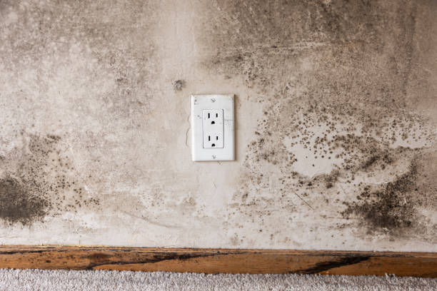 Best Attic Mold Removal  in Cornelius, NC