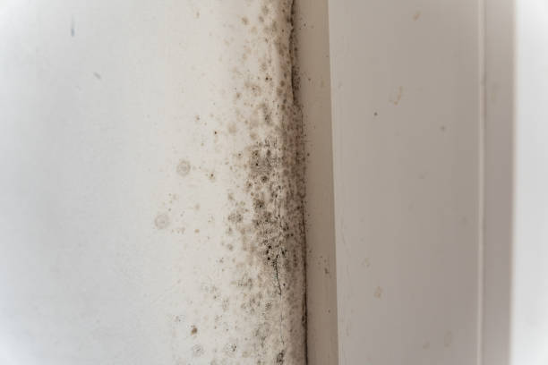 Best Industrial Mold Remediation  in Cornelius, NC