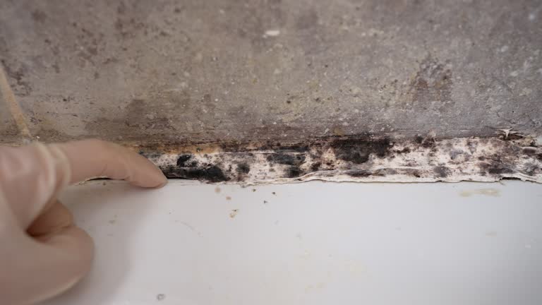 Best Water Damage & Mold Remediation  in Cornelius, NC