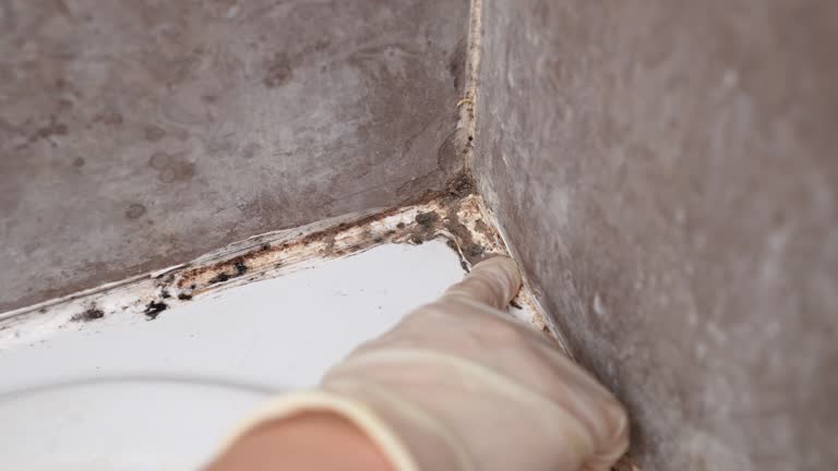 Best Post-Construction Mold Inspection  in Cornelius, NC